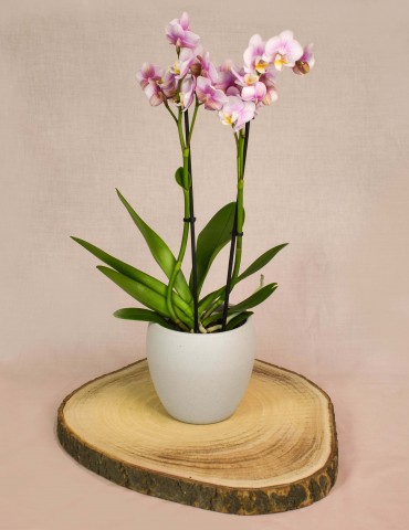 Phalenopsis Orchid Pink