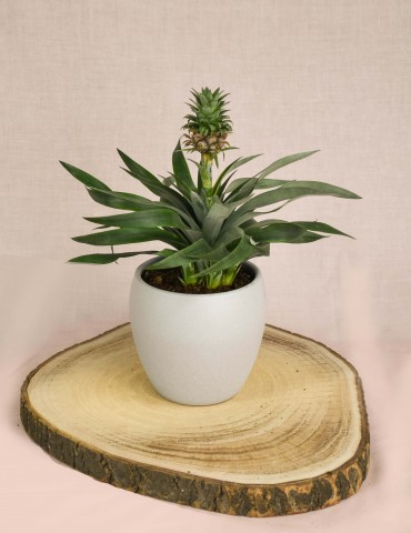 Pineapple Plant