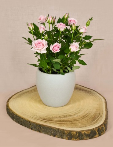 Pink Rose Plant