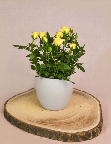 Yellow Rose Plant
