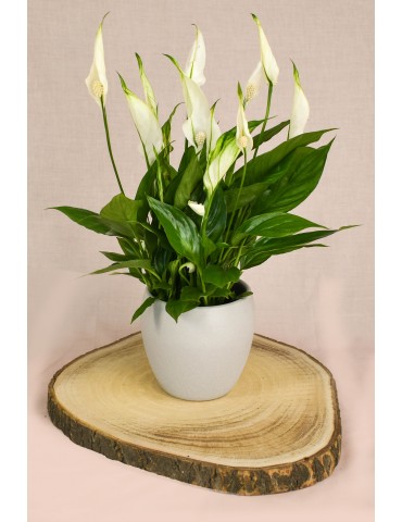 Peace Lily